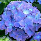 Hortensie - Hydrangea